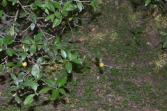 Atalantia monophylla